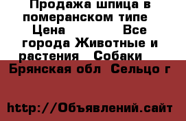 Продажа шпица в померанском типе › Цена ­ 20 000 - Все города Животные и растения » Собаки   . Брянская обл.,Сельцо г.